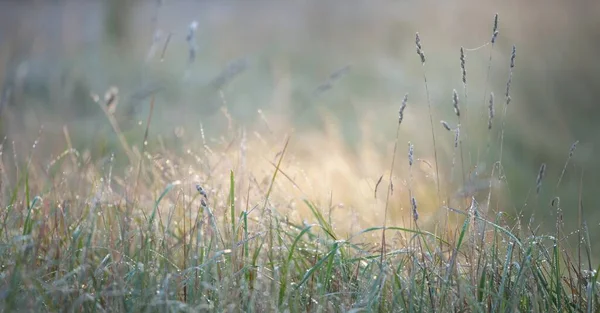 Лісовий Луг Галявина Сході Сонця Рослини Падіння Роси Ранковий Туман — стокове фото