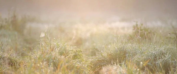 日の出の森の牧草地 露が落ちる 朝の霧 柔らかい日差し 太陽の光 黄金の時間 牧歌的な風景です 絵のような景色 自然環境生態学 — ストック写真