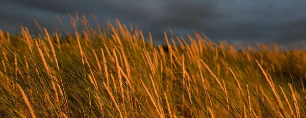 Dramatischer Sonnenuntergang Gewitterwolken Über Der Ostseeküste Dünengras Ammophila Sanftes Sonnenlicht — Stockfoto