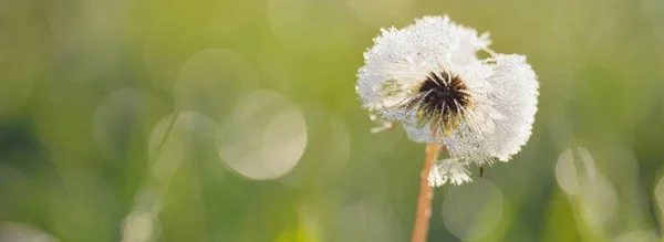 Bílá Pampeliška Taraxacum Květina Pokrytá Kapkami Rosy Dopoledních Hodinách Zblízka — Stock fotografie