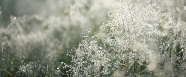 Bosque Prado Césped Amanecer Plantas Gotas Rocío Niebla Matutina Luz —  Fotos de Stock