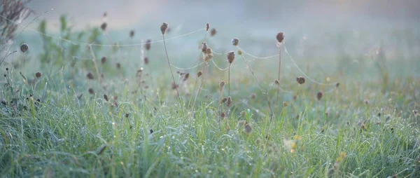 Forest Meadow Lawn Sunrise Plants Dew Drops Morning Fog Soft — Foto Stock