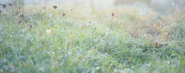 日の出の森の牧草地 露が落ちる 朝の霧 柔らかい日差し 太陽の光 黄金の時間 牧歌的な風景です 絵のような景色 自然環境生態学 — ストック写真