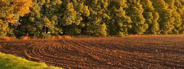 Plowed Agricultural Field Soil Texture Forest Background Soft Morning Sunlight — Photo