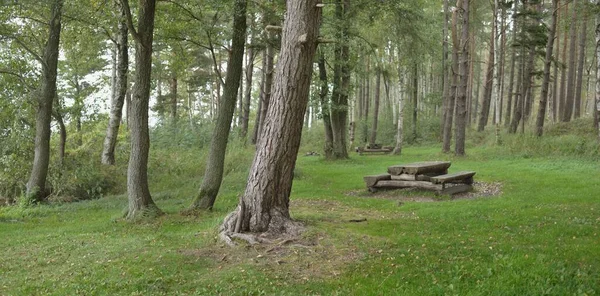 Rekreationsområde Och Rastplats Grön Skog Rustik Träbänk Och Bord Idylliskt — Stockfoto