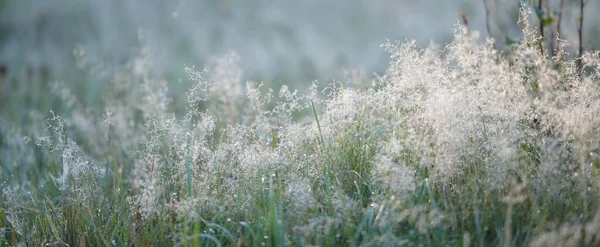 Forest Meadow Lawn Sunrise Plants Dew Drops Morning Fog Soft — Stockfoto