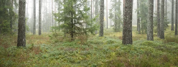 Panoramic View Majestic Evergreen Forest Mighty Pine Spruce Trees Moss — Stockfoto