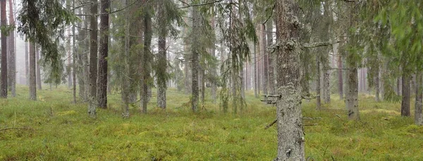 Panorámás Kilátás Nyílik Fenséges Örökzöld Erdőben Hatalmas Fenyő Lucfenyő Moha — Stock Fotó