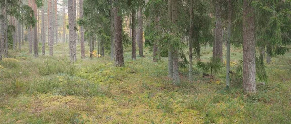 Panoramic View Majestic Evergreen Forest Mighty Pine Spruce Trees Moss — Photo