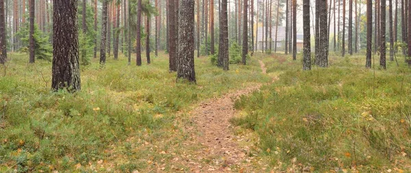 Pathway Majestic Evergreen Forest Mighty Pine Spruce Trees Moss Fern — Stock Fotó