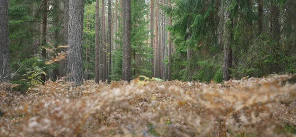 Μονοπάτι Μέσα Στο Καταπράσινο Δάσος Δυνατά Πεύκα Και Έλατο Φύλλα — Φωτογραφία Αρχείου