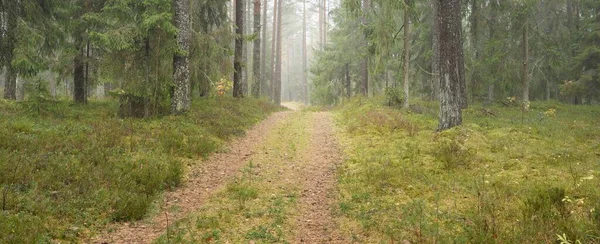 Μονοπάτι Μέσα Από Μαγευτικό Καταπράσινο Δάσος Πεύκα Και Έλατο Βρύα — Φωτογραφία Αρχείου