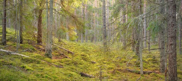 Pathway Hills Majestic Evergreen Pine Forest Mighty Trees Moss Plants — Fotografia de Stock