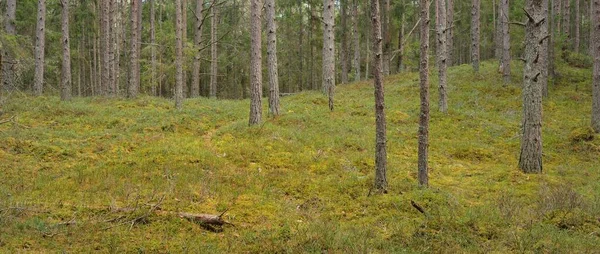 Шлях Через Пагорби Величного Вічнозеленого Соснового Лісу Могутні Дерева Мох — стокове фото