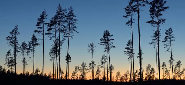 Evergreen Forest Sunset Dark Silhouettes Mighty Pine Trees Clear Sky — Zdjęcie stockowe