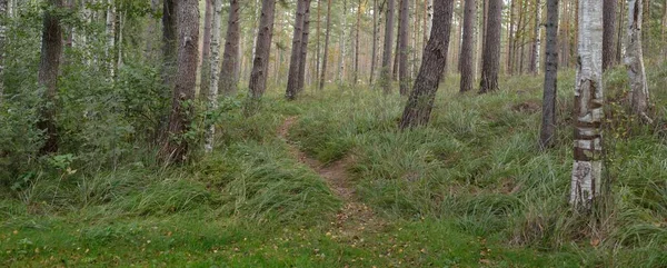 Sentier Randonnée Dans Une Forêt Verdoyante Paysage Idyllique Scène Rurale — Photo