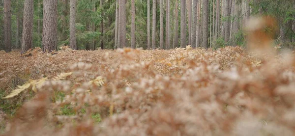 Pfad Durch Den Immergrünen Wald Mächtige Kiefern Und Fichten Goldene — Stockfoto