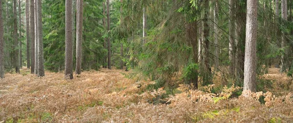 Pathway Evergreen Forest Mighty Pine Spruce Trees Golden Fern Leaves — 스톡 사진