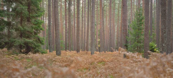 Sentiero Attraverso Foresta Sempreverde Potenti Pini Abeti Rossi Foglie Felce — Foto Stock