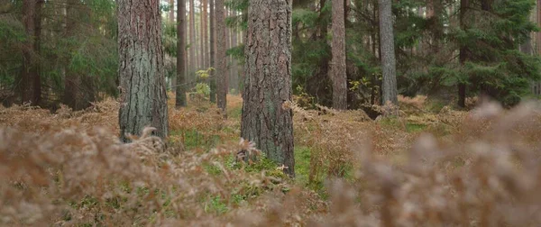 Pfad Durch Den Immergrünen Wald Mächtige Kiefern Und Fichten Goldene — Stockfoto