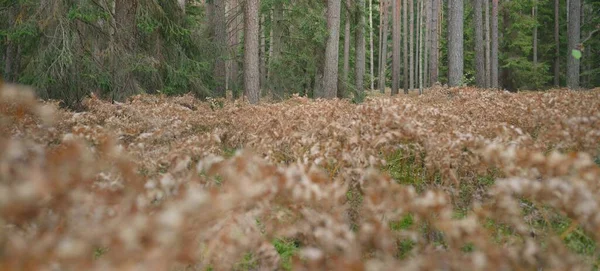 Sonsuz Yeşil Ormanın Içinden Geçen Yol Güçlü Çam Çam Ağaçları — Stok fotoğraf