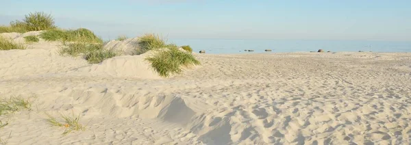 Βαλτική Θάλασσα Ακτή Μια Ηλιόλουστη Μέρα Παραλία Αμμόλοφοι Αμμόλοφος Φυτά — Φωτογραφία Αρχείου