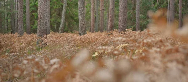 Parcours Travers Forêt Feuilles Persistantes Puissants Pins Épinettes Feuilles Fougère — Photo