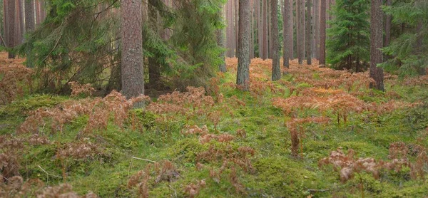 Pathway Evergreen Forest Mighty Pine Spruce Trees Golden Fern Leaves — Stock Photo, Image