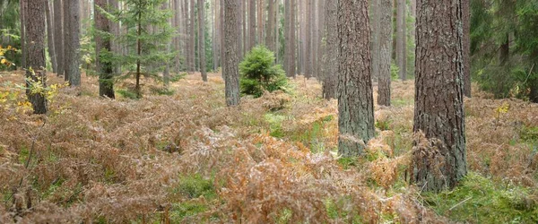 Sonsuz yeşil ormanın içinden geçen yol. Güçlü çam ve çam ağaçları, altın eğreltiotu yaprakları, yosunlar, bitkiler. Yumuşak güneş ışığı. Atmosferik manzara. Sonbahar renkleri. Doğa, mevsimler, ekoloji, ekotuizm