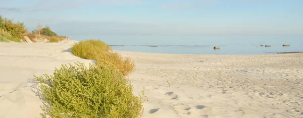 Baltic Sea Shore Sunny Day Beach Sand Dunes Dune Grass — ストック写真