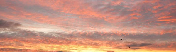 Clear Blue Sky Glowing Pink Golden Cirrus Cumulus Clouds Sunrise — Stock fotografie