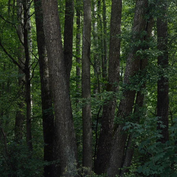 Verde Estate Foresta Decidua Tronchi Albero Primo Piano Paesaggio Atmosferico — Foto Stock