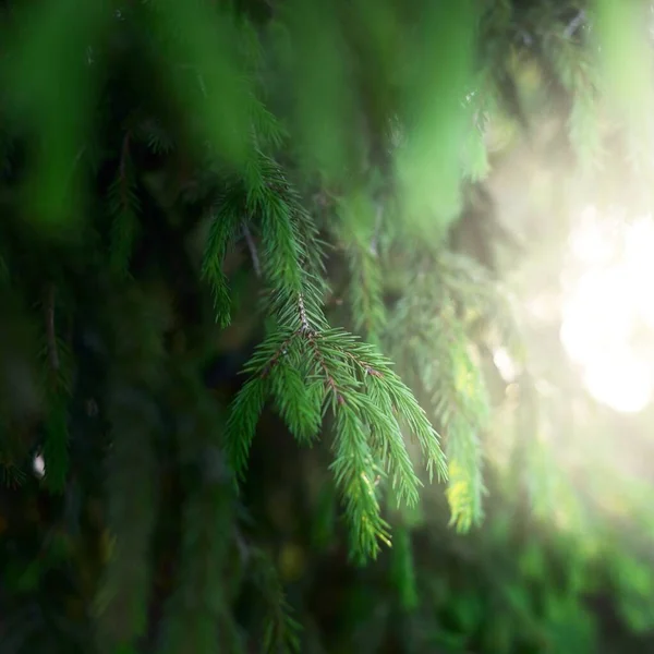 Green Needles Young Spruce Tree Pine Forest Soft Sunlight Trees — Stock Photo, Image