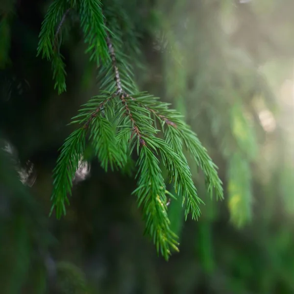 Grüne Nadeln Von Jungen Fichten Kiefernwald Sanftes Sonnenlicht Bäume Verschwimmen — Stockfoto