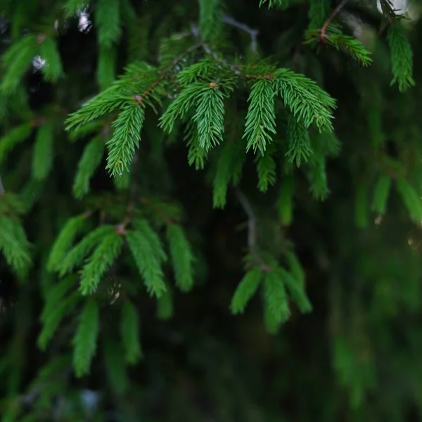 Aiguilles Vertes Jeune Épinette Une Forêt Pins Lumière Douce Soleil — Photo