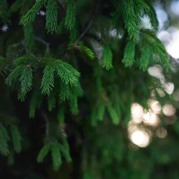 若いトウヒの木の緑の針 太陽の光だ 木がぼんやりしている マクロ写真 グラフィックリソース コピースペース 環境保全 森林再生 — ストック写真