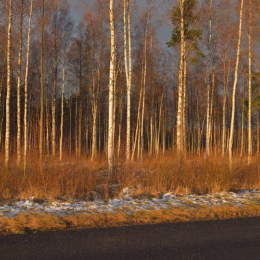 Gün batımında huş ağacı ormanı. Güçlü ağaçlar. İlk kar, kışın başında. Yumuşak güneş ışığı. Doğa, mevsimler, eko-turizm