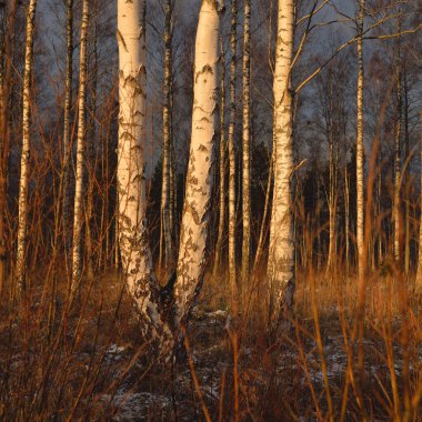Gün batımında huş ağacı ormanı. Güçlü ağaçlar. İlk kar, kışın başında. Yumuşak güneş ışığı. Doğa, mevsimler, eko-turizm