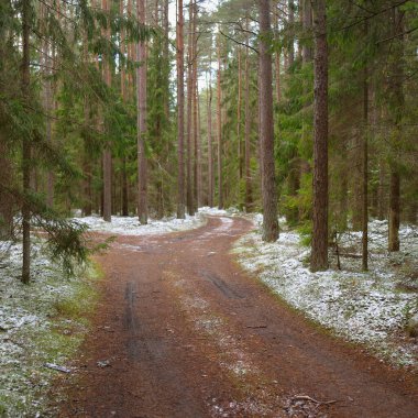 Görkemli karla kaplı Evergreen ormanının içinden geçen yol. Güçlü çam ve çam ağaçları. İlk kar, kışın başında. Doğa, mevsimler, eko-turizm