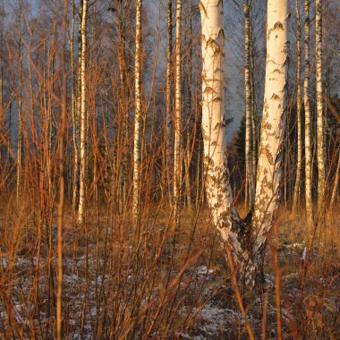 Gün batımında huş ağacı ormanı. Güçlü ağaçlar. İlk kar, kışın başında. Yumuşak güneş ışığı. Doğa, mevsimler, eko-turizm