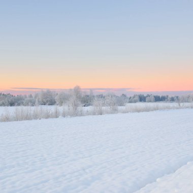 Gün doğumunda karla kaplı alanın (orman çayırı) atmosferik manzarası. Saf altın güneş ışığı. Kar tepeleri. Kış Harikalar Diyarı. Mevsimler, eko-turizm, Noel tatilleri, uzak yerler, off-road