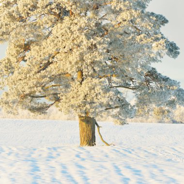 Güçlü çam ağaçları, karla kaplı tarlalar, taze karda insan izleri. Saf güneş ışığı. Kış Harikalar Diyarı. Ekoloji, eko-turizm, çevre koruma, noel tatilleri, kayak