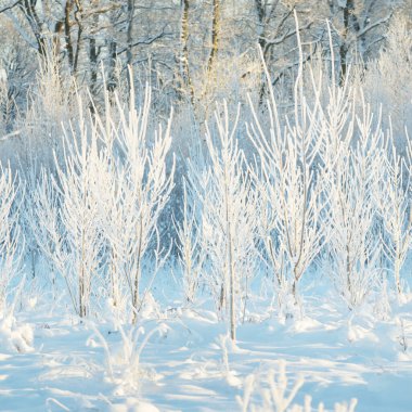 Kar fırtınasından sonra her yer karla kaplandı. Genç yaprak döken ağaçlar. Atmosferik manzara. Kış Harikalar Diyarı. Doğa, ormanların yok edilmesi, ormanların yeniden ağaçlandırılması, çevre, ekoloji