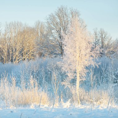 Kar fırtınasından sonra her yer karla kaplandı. Genç yaprak döken ağaçlar. Atmosferik manzara. Kış Harikalar Diyarı. Doğa, ormanların yok edilmesi, ormanların yeniden ağaçlandırılması, çevre, ekoloji