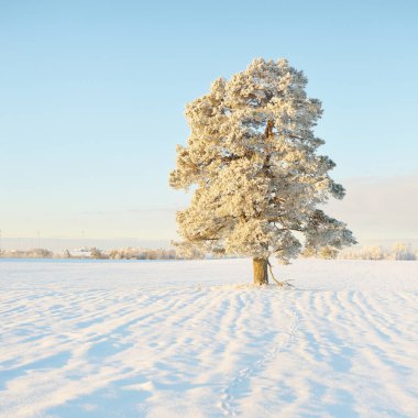 Güçlü çam ağaçları, karla kaplı tarlalar, taze karda insan izleri. Saf güneş ışığı. Kış Harikalar Diyarı. Ekoloji, eko-turizm, çevre koruma, noel tatilleri, kayak