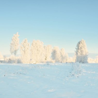 Karla kaplı ağaçlar, buzullar. Orman çayırı. Saf güneş ışığı, açık mavi gökyüzü. Kış Harikalar Diyarı. Ekoloji, eko turizm, çevre koruma