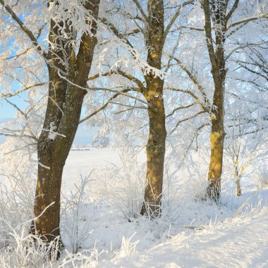 Güneşli bir günde karla kaplı orman parkına giden yol. Güçlü ağaçlar, don, yumuşak güneş ışığı. Kış Harikalar Diyarı. Idyllic manzara. Noel tatilleri, eko turizm, yürüyüş, kayak temaları