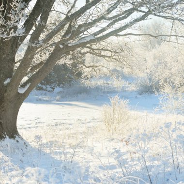 Kudretli meşe ağacı, karla kaplı tarla, taze karda insan izleri. Orman çayırı. Saf güneş ışığı. Kış Harikalar Diyarı. Ekoloji, eko turizm, çevre koruma, noel tatilleri, kayak