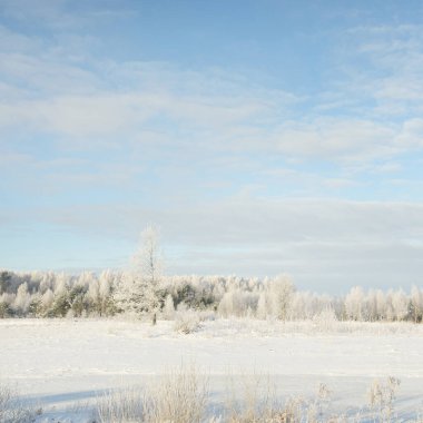 Orman çayırı ve kır arazisi. Saf güneş ışığı, açık mavi gökyüzü. Kış Harikalar Diyarı. Idyllic kırsal kesim. Ekoloji, eko turizm, çevre koruma, noel tatilleri, kayak, uzak yerler
