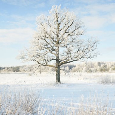 Kudretli meşe ağacı, karla kaplı tarla, taze karda insan izleri. Orman çayırı. Saf güneş ışığı. Kış Harikalar Diyarı. Ekoloji, eko turizm, çevre koruma, noel tatilleri, kayak